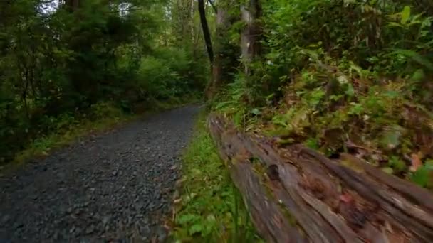 风景秀丽的小径在热带雨林 绿树成荫 加拿大不列颠哥伦比亚省温哥华岛北部斯科特角省级公园圣约瑟夫湾 加拿大自然背景 电影4K — 图库视频影像
