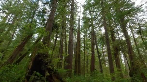 Natursköna Vandringsleder Regnskogen Med Levande Gröna Träd San Josef Bay — Stockvideo