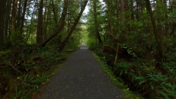鮮やかな緑の木々と熱帯雨林の風景ハイキングトレイル サンヨゼフ湾 ケープスコット州立公園 北バンクーバー島 カナダ カナダの自然背景 シネマティック4K — ストック動画