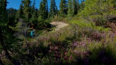 Kanada Dağ Manzarası 'nda yürüyüş yapan maceraperest insanlar. Sunny Fall sezonu. Whistler ve Squamish yakınlarındaki Brandywine Meadows, British Columbia, Kanada. Macera Yolculuğu. Yavaş Sinema Sineması