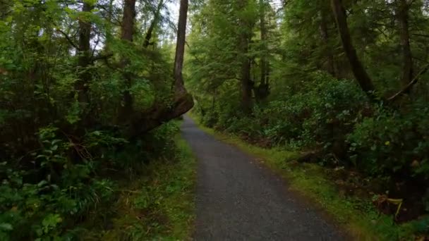 Scenic Drumeții Traseu Pădurea Tropicală Copaci Verzi Vibranți San Josef — Videoclip de stoc