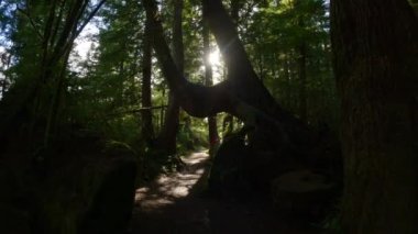 Canlı yeşil ağaçlarla Yağmur Ormanı 'nda Manzaralı Yürüyüş Patikası. San Josef Körfezi, Scott Burnu İl Parkı, Kuzey Vancouver Adası, BC, Kanada. Kanada Doğa Arkaplanı. Sinematik 4k
