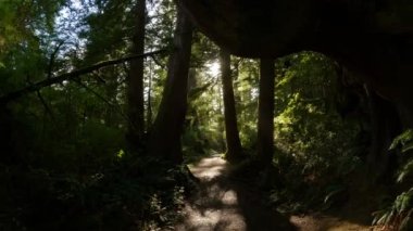 Canlı yeşil ağaçlarla Yağmur Ormanı 'nda Manzaralı Yürüyüş Patikası. San Josef Körfezi, Scott Burnu İl Parkı, Kuzey Vancouver Adası, BC, Kanada. Kanada Doğa Arkaplanı. Sinematik 4k