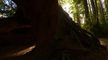 Canlı yeşil ağaçlarla Yağmur Ormanı 'nda Manzaralı Yürüyüş Patikası. San Josef Körfezi, Scott Burnu İl Parkı, Kuzey Vancouver Adası, BC, Kanada. Kanada Doğa Arkaplanı. Sinematik 4k