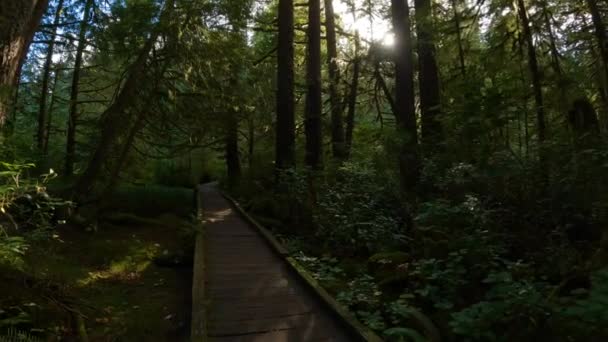 Sentier Randonnée Panoramique Dans Forêt Tropicale Avec Des Arbres Verts — Video