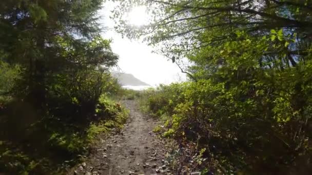 Skinnende Tursti Regnskogen Med Livlige Grønne Trær San Josef Bay – stockvideo