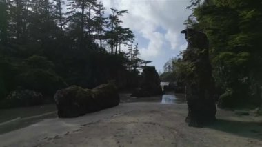 Pasifik Okyanusu Sahil Manzarası 'ndaki kumsal. Güneşli Mavi Gökyüzü. San Josef Körfezi, Scott Burnu İl Parkı, Kuzey Vancouver Adası, BC, Kanada. Kanada Doğa Arkaplanı. Sinematik 4k Yavaş Hareket