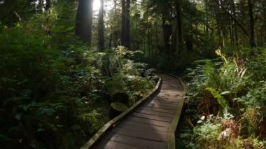 Canlı yeşil ağaçlarla Yağmur Ormanı 'nda Manzaralı Yürüyüş Patikası. San Josef Körfezi, Scott Burnu İl Parkı, Kuzey Vancouver Adası, BC, Kanada. Kanada Doğa Arkaplanı. Sinematik 4k