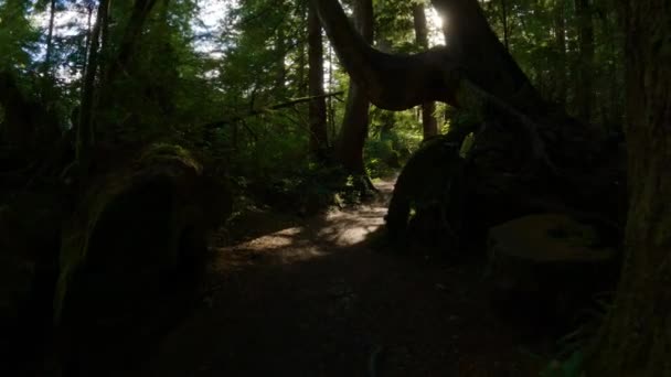 Γραφικό Μονοπάτι Πεζοπορίας Στο Τροπικό Δάσος Καταπράσινα Δέντρα San Josef — Αρχείο Βίντεο
