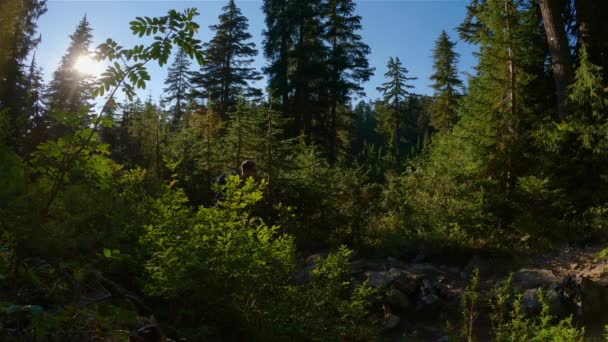 Maceracı Adam Kadın Yürüyüşçü Kanada Dağları Nın Tepesinde Ağaçlarla Çevrili — Stok video