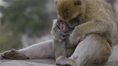Mother and Baby Monkey, Barbary macaque at Rock of Gibraltar, UK. City and Sea in Background. Slow Motion Cinematic
