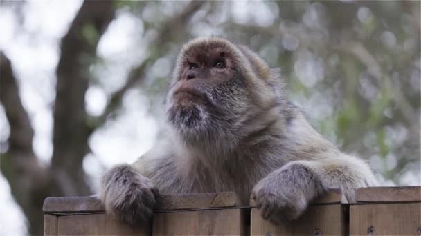 Barbary Macaque Rock Gibraltar Slow Motion Cinematic — Vídeo de Stock