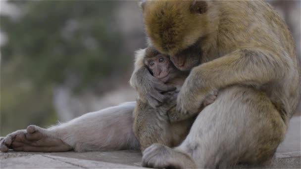 Mother Baby Monkey Barbary Macaque Rock Gibraltar City Sea Background — Stockvideo