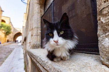 Cat in Street of the Knights of Rhode in Greece. Historic Landmark in the Old Town.