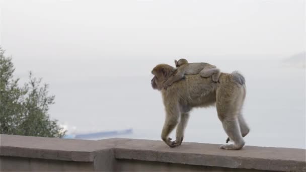 Mother Baby Monkey Barbary Macaque Rock Gibraltar City Sea Background — Stockvideo