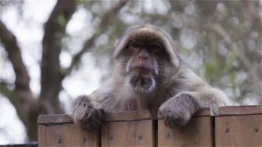 Barbary macaque at Rock of Gibraltar, UK. Slow Motion Cinematic. 4k