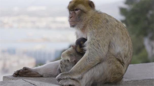 Mother Baby Monkey Barbary Macaque Rock Gibraltar City Sea Background — Vídeos de Stock