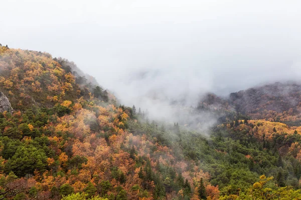 秋のシーズン中に山の上のカラフルな木 フランス ヨーロッパ 自然背景 — ストック写真