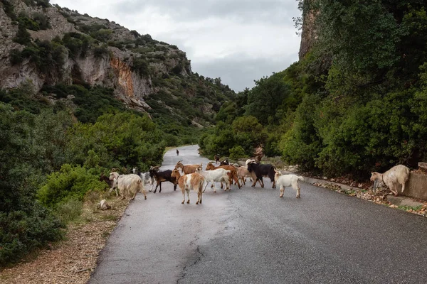 Herd of Sheep on the road in the mountains of Sardinia, Italy. Cloudy Sky