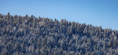 Evergreen Trees covered in Snow on top of a mountain. France, Europe. Nature Background