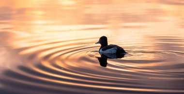 Duck Swimming in Deer Lake, Burnaby, Greater Vancouver, BC, Canada. Winter Sunset.
