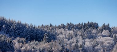 Evergreen Trees covered in Snow on top of a mountain. France, Europe. Nature Background