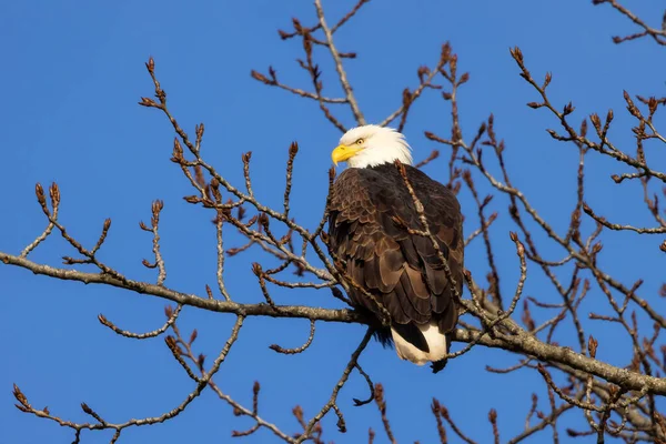 Bold Eagle sitting on a tree branch during sunny winter day. Squamish, British Columbia, Canada.