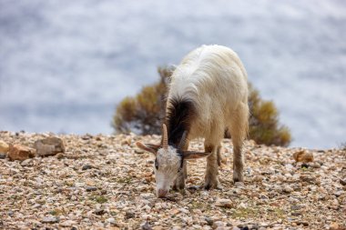 Herd of Sheep on the green grass by the Sea Coast. Sardinia, Italy. Cloudy Sky