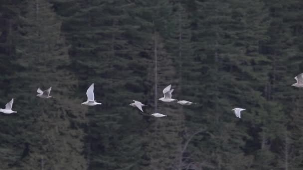 Kanadyjski Krajobraz Przyrody Stadem Ptaków Latających Kontekst Squamish Kolumbia Brytyjska — Wideo stockowe