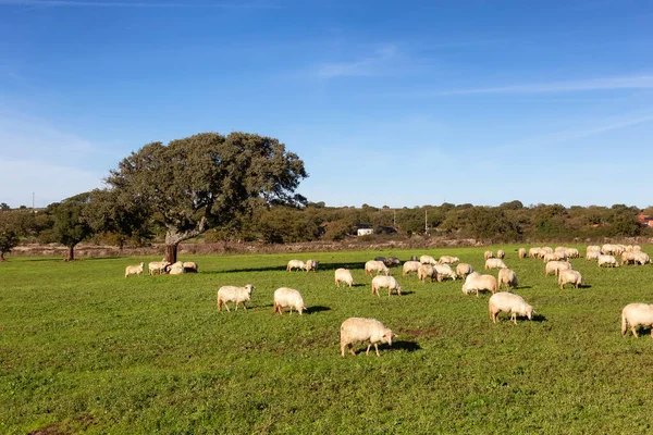 Herd of Sheep in a green farm field in countryside. Sardinia, Italy. Sunny Fall Season Day.