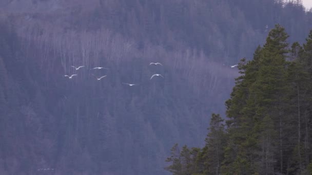Kanadensisk Natur Landskap Med Flock Birds Flying Bakgrund Squamish British — Stockvideo
