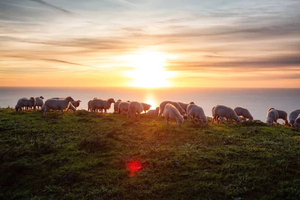 Herd of Sheep on the green grass by the Sea Coast. Sardinia, Italy. Cloudy Sunset Sky