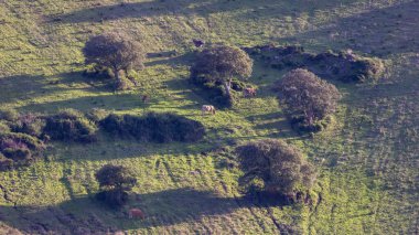 Farmland and landscape on the Sea Coast of Sardinia, Italy. Sunny Fall Season.