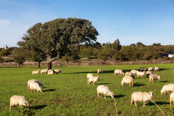 Herd of Sheep in a green farm field in countryside. Sardinia, Italy. Sunny Fall Season Day.