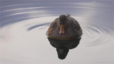 Duck Swimming in Deer Lake, Burnaby, Greater Vancouver, BC, Canada. Winter Sunset. Slow Motion