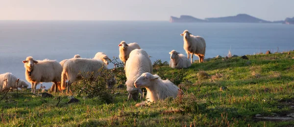 Herd Sheep Green Grass Sea Coast Sardinia Italy Cloudy Sunset — Stock fotografie