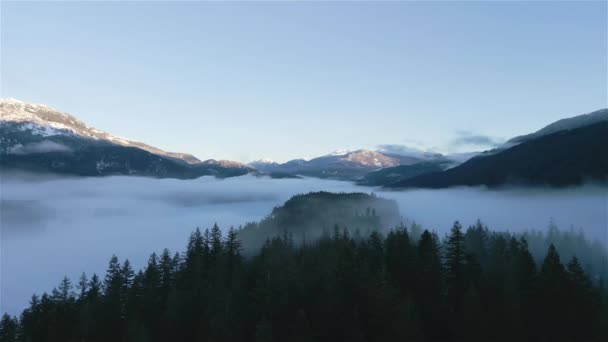 Green Trees Forest Fog Mountains Winter Sunny Sunrise Canadian Nature — Wideo stockowe