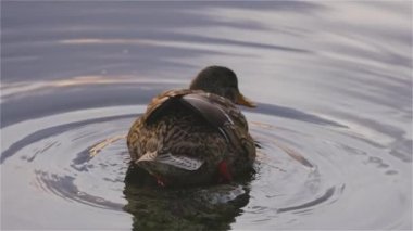 Duck Swimming in Deer Lake, Burnaby, Greater Vancouver, BC, Canada. Winter Sunset. Slow Motion