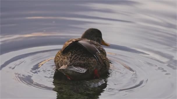 Duck Swimming Deer Lake Burnaby Greater Vancouver Canada Winter Sunset — Wideo stockowe