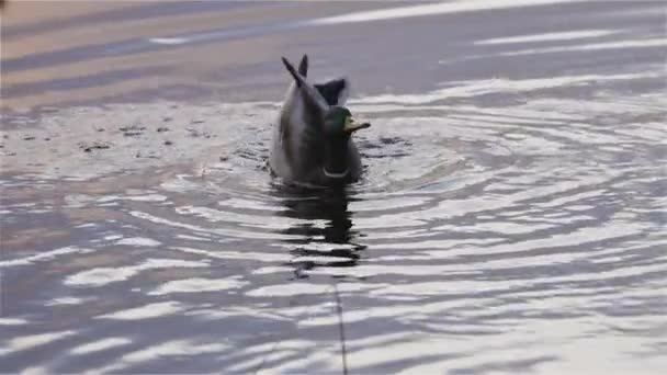 Entenschwimmen Deer Lake Burnaby Großraum Vancouver Kanada Wintersonnenuntergang Zeitlupe — Stockvideo