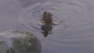 Duck Swimming in Deer Lake, Burnaby, Greater Vancouver, BC, Canada. Winter Sunset. Slow Motion