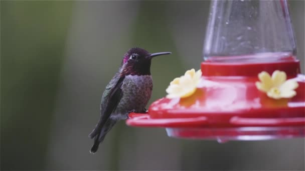 Little Little Colorful Bird Colibri Está Bebendo Jardim Tomado Vancouver — Vídeo de Stock