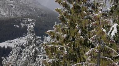 Evergreen Ağaçları kış mevsiminde beyaz karla kaplıdır. Whistler, British Columbia, Kanada. Yavaş Hareket Havalandırması