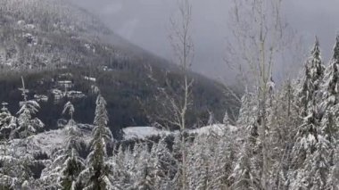 Evergreen Ağaçları kış mevsiminde beyaz karla kaplıdır. Whistler, British Columbia, Kanada. Yavaş Hareket Havalandırması