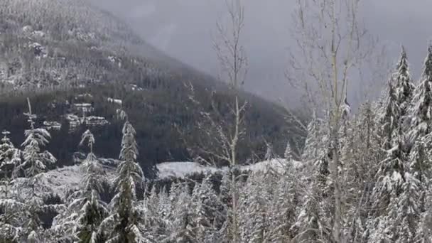 Árvores Evergreen Cobertas Neve Branca Durante Temporada Inverno Whistler British — Vídeo de Stock