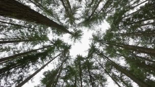 Arbres Verts Frais Recouverts Neige Dans Forêt North Vancouver Colombie — Video
