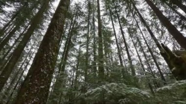 Ormanda karla kaplı taze yeşil ağaçlar. Kuzey Vancouver, British Columbia, Kanada. Kış mevsimi. Yukarı bakıyorum.