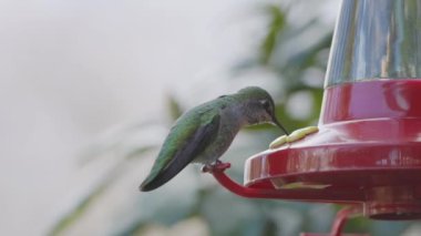 Küçük Renkli Kuş, Colibri, bahçede içiyor. Vancouver, British Columbia, Kanada 'da çekilmiş. Yavaş Hareket