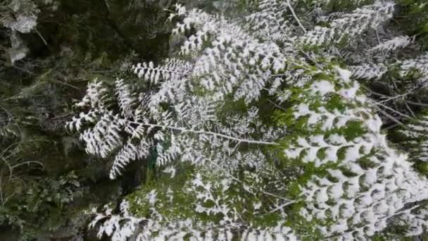 白い雪と森の中の川の風景 カナダのブリティッシュコロンビア州ノースバンクーバー 冬の季節 スローモーション — ストック動画
