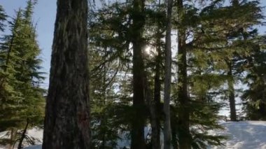 Yürüyüş yolu güneşli bahar gününde karla kaplı. Squamish, British Columbia, Kanada.